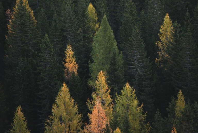 6 bästa skogsaktierna för nybörjare du kan handla enkelt 2024